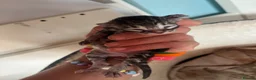 Bengal cats for sale: Stunning Bengal X kittens  - Advert 19