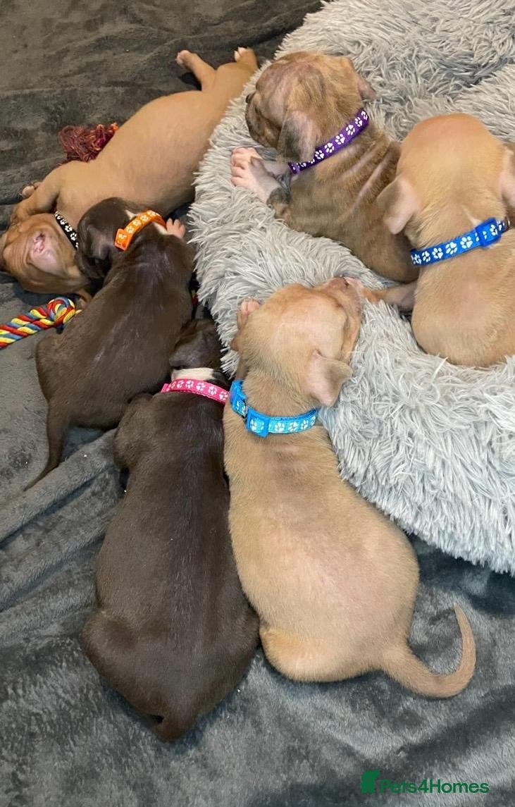 American Bully dogs Exquisute pocket bullys for sale. - Advert 3