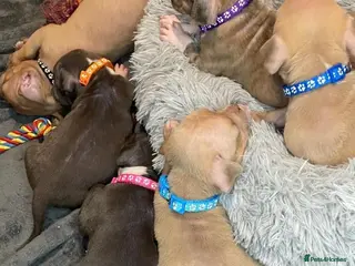 American Bully dogs Exquisute pocket bullys for sale. - Advert 3