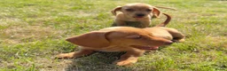 Miniature Dachshund dogs for sale: READY TO LEAVE🏆💙💖 KC REG 5 STAR BREEDER💙💖🏆 - Advert 37