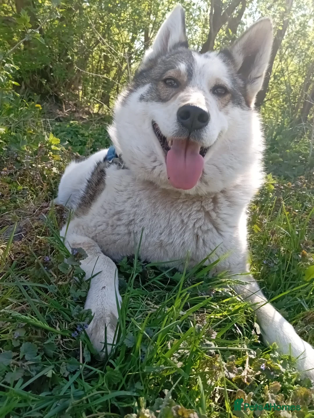 Mixed Breed dogs for adoption: ❤️🐶 APRIL – ONE IN A MILLION in Burton-on-Trent - Advert 1