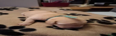 Labrador Retriever 4