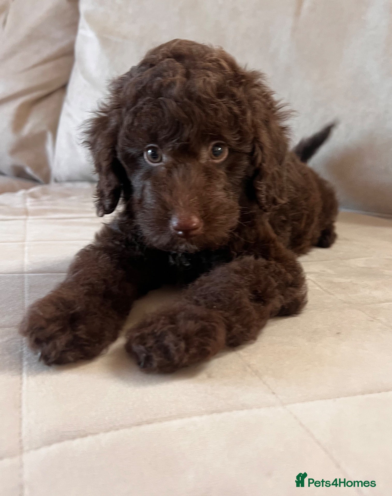 Miniature Poodle dogs ‼️READY NOW‼️ CHOCOLATE MINIATURE POODLE  - Advert 5