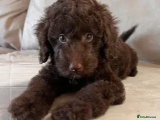 Miniature Poodle dogs ‼️READY NOW‼️ CHOCOLATE MINIATURE POODLE - Advert 5