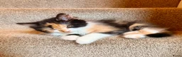 Persian cats for sale: Mix Persian Kittens Ready 2 Collect! - Advert 10