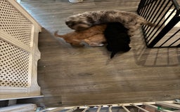 Mixed Breed dogs for sale: home grown golden doodle / cockerpoo  - Image 8