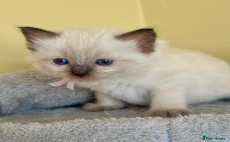 Ragdoll cats - Advert 8