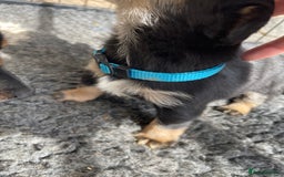 Jack Russell dogs for sale: Working Miniature Jack Russell's - Image 10