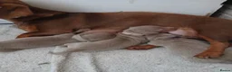 Dachshund dogs for sale: Gorgeous isabella pups in Cardiff - Advert 3