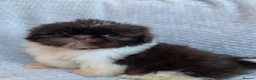 Shih Tzu dogs for sale: Baby Alfie READY NOW  - Advert 3