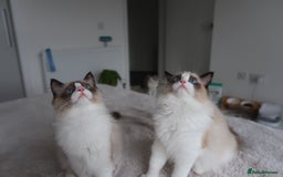 Ragdoll cats for sale: 💗 Tica Reg Ragdoll Kittens  - Image 3