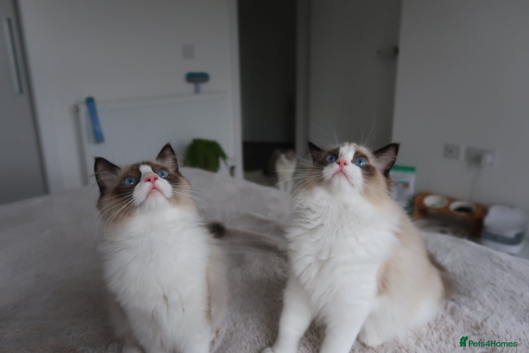 Ragdoll cats for sale: 💗 Tica Reg Ragdoll Kittens  - Image 3
