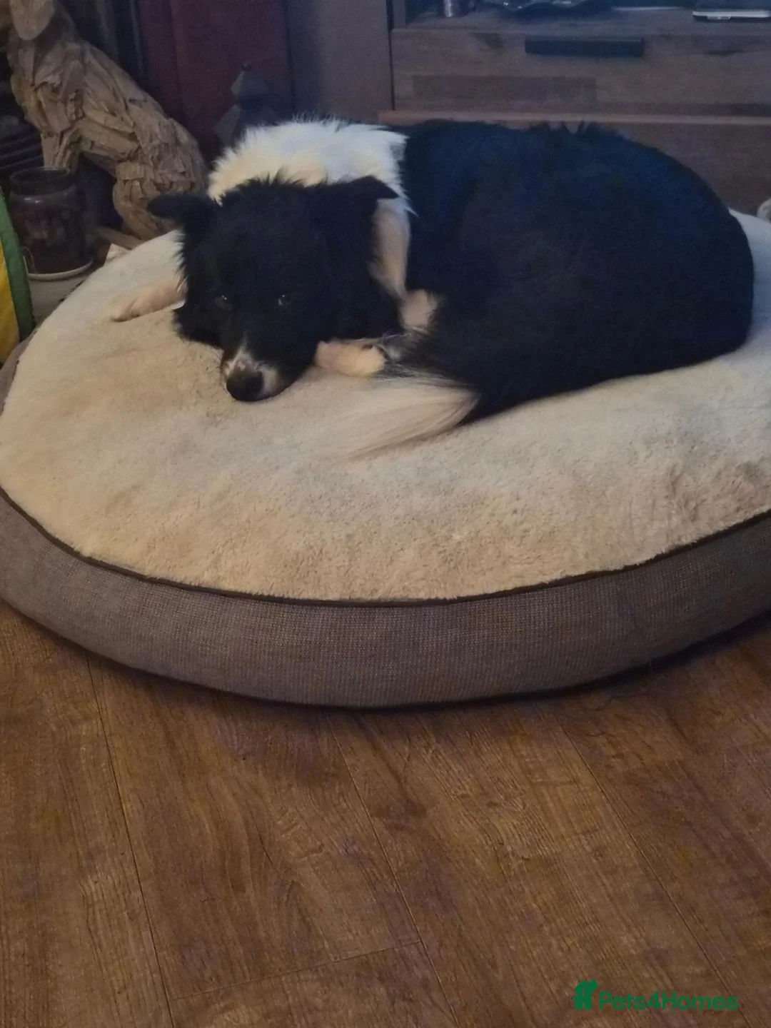 Border Collie dogs for sale: Ruby and Ace are the parents of 9 beautiful pups in Rotherham - Advert 11
