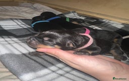 Rottweiler dogs for sale: Full thoroughbred Rottweilers available - Image 8