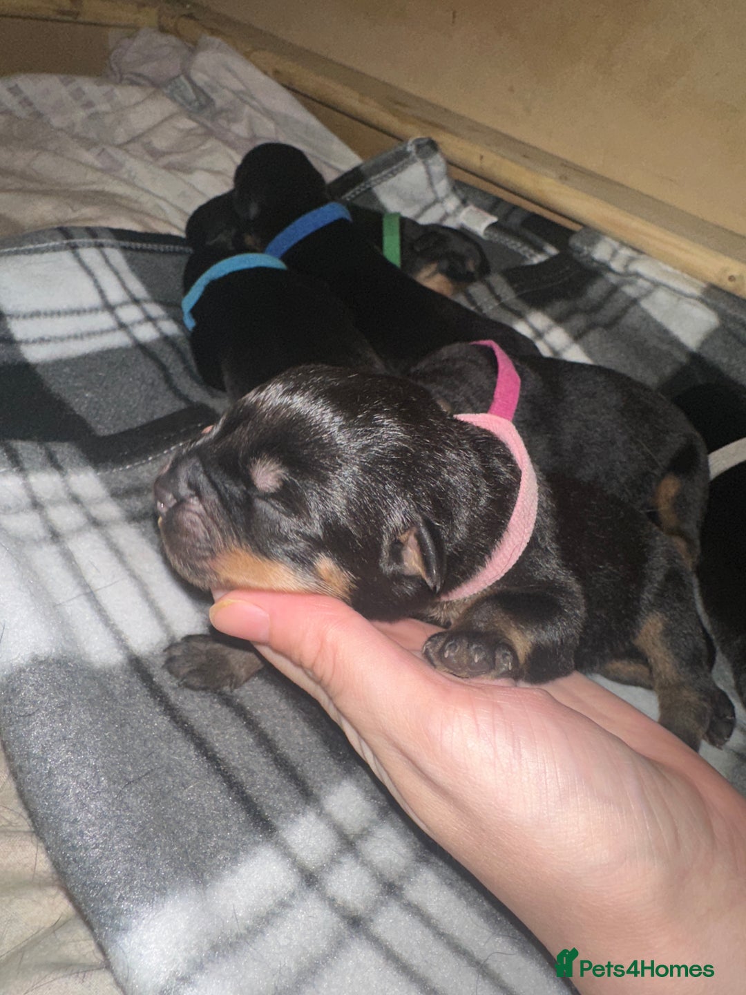 Rottweiler dogs for sale: Full thoroughbred Rottweilers available - Image 8