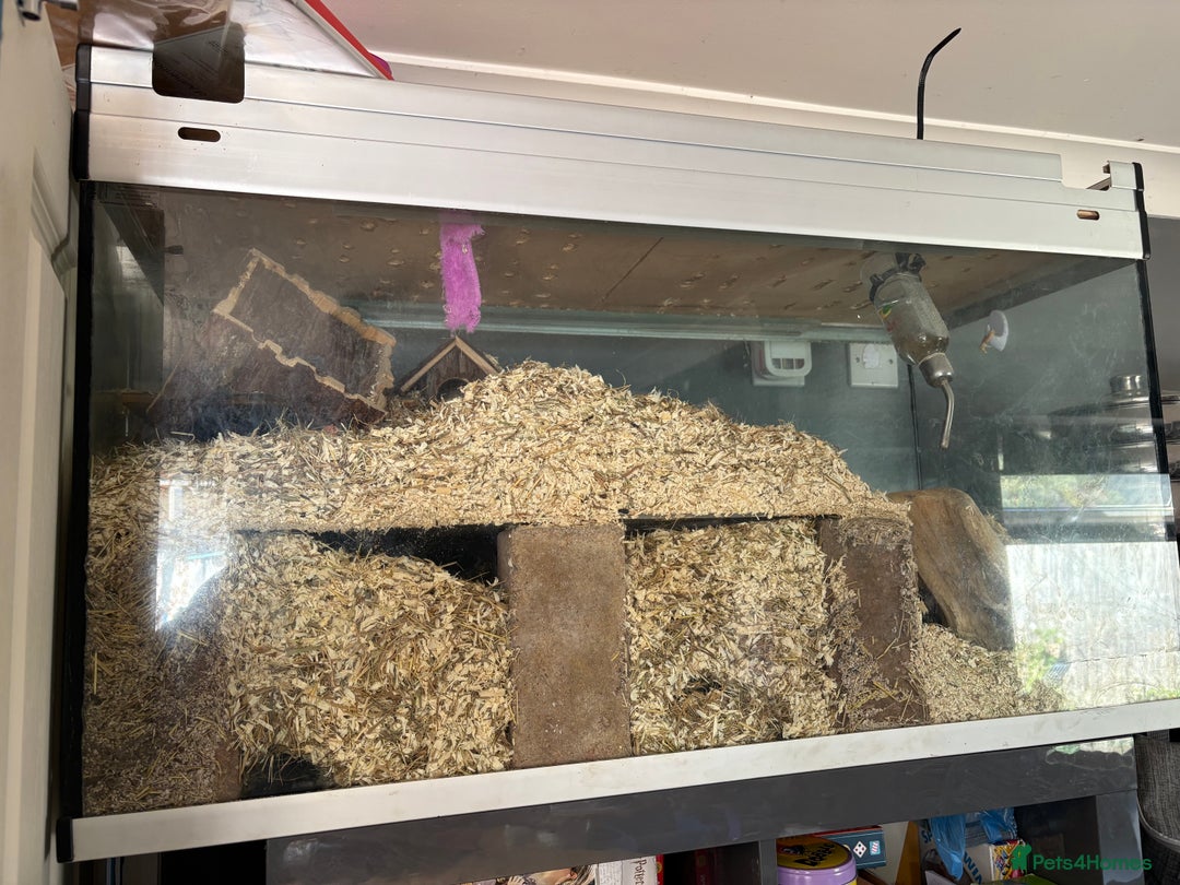 Gerbil rodents for sale: 4 bonded female gerbils and set up - Image 5