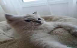 Ragdoll cats for sale: 🐾🌸STUNNING KITTENS| ONE LEFT!|🌸🐾 - Image 5