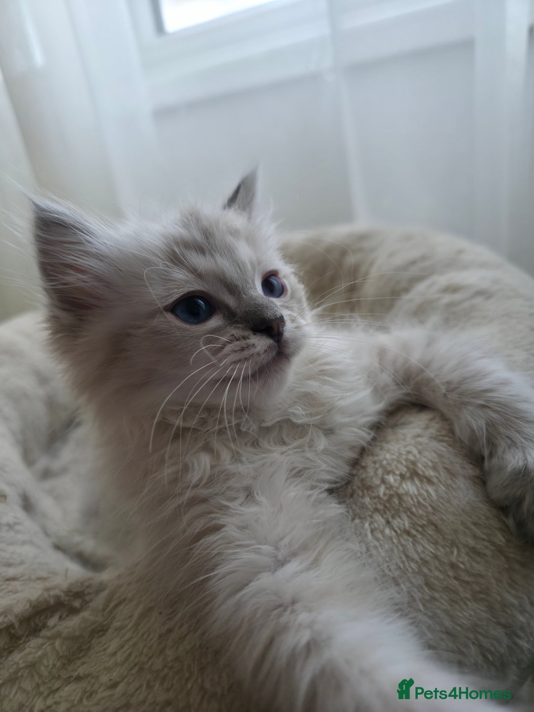 Ragdoll cats for sale: 🐾🌸STUNNING KITTENS| ONE LEFT!|🌸🐾 - Image 5