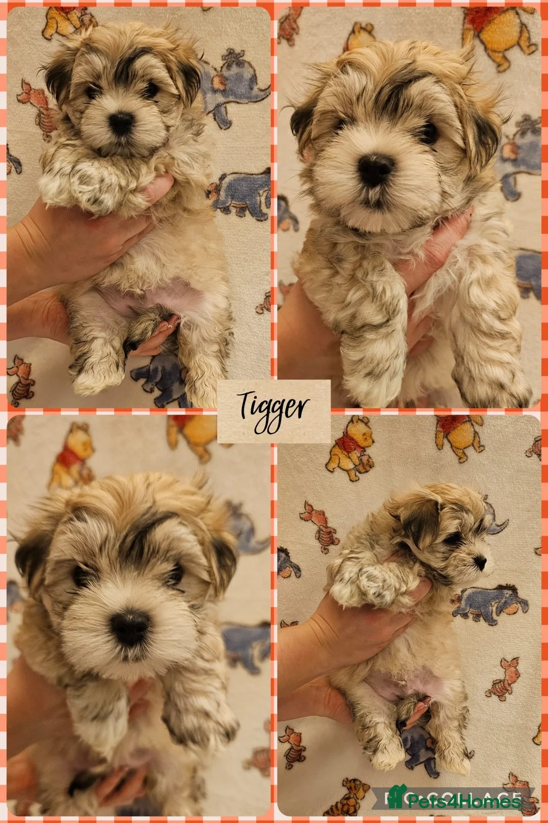 Maltese dogs for sale: Maltese puppies  - Advert 3