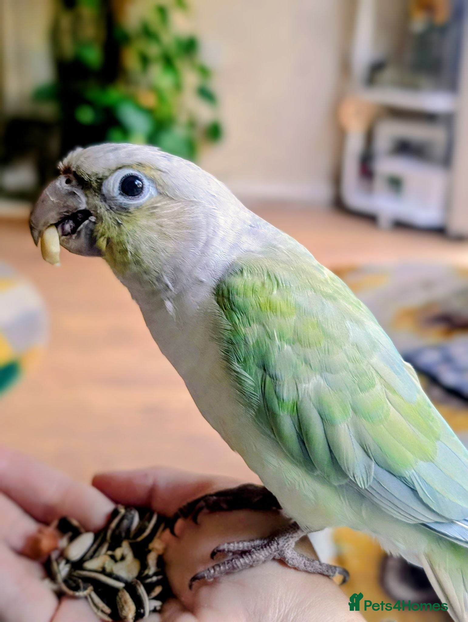 Conures birds Green cheeked conure and cage  - Advert 1