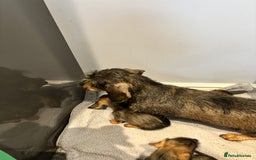 Miniature Dachshund dogs for sale: Wirehaired dachshund puppies - Image 4