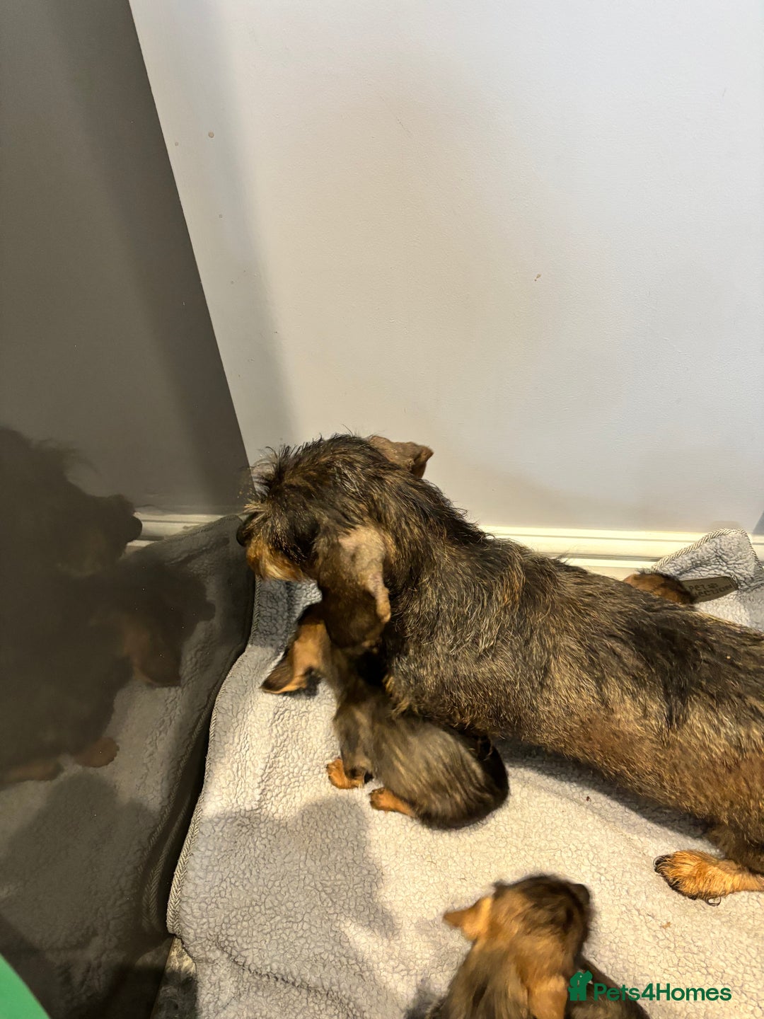 Miniature Dachshund dogs for sale: Wirehaired dachshund puppies - Image 4