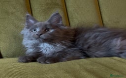 Maine Coon cats for sale: Maine Coon girls READY NOW Russian sired  - Image 11