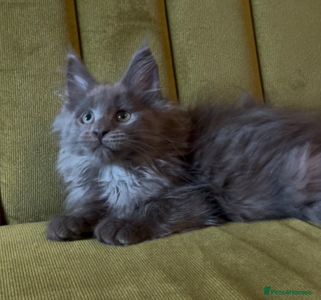 Maine Coon cats for sale: Maine Coon girls READY NOW Russian sired  - Image 11