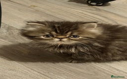 Persian cats for sale: Luxury Persian Kittens -  - Image 6