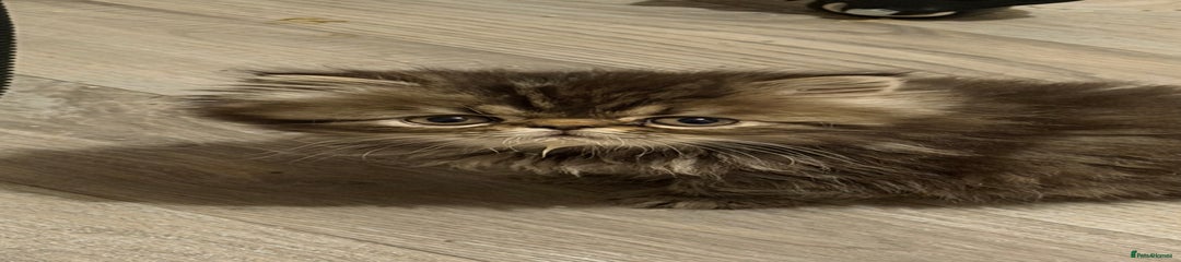 Persian Kitten bangles