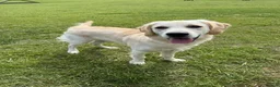 Golden Retriever dogs for sale: 8 month old male golden retriever for rehoming - Advert 5