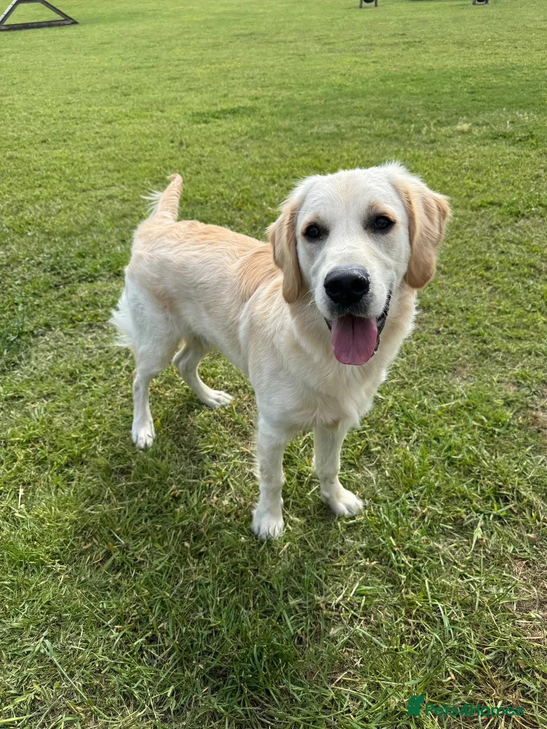 Golden Retriever dogs for sale: 8 month old male golden retriever for rehoming - Advert 5