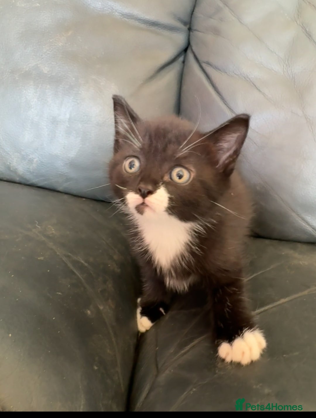 British Shorthair cats for sale: Male kitten for sale - Image 1