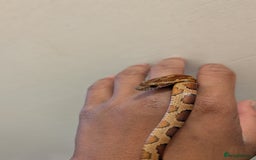 Corn Snake reptiles for sale: Corn Snake  Yearling  - Image 3