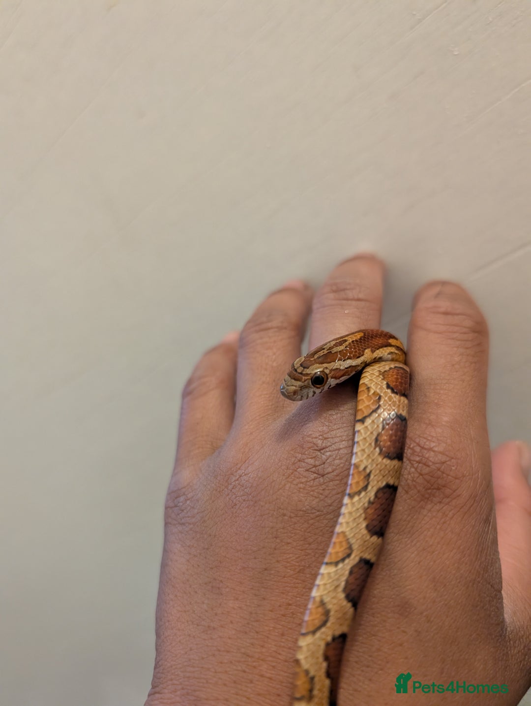 Corn Snake reptiles for sale: Corn Snake  Yearling  - Image 3