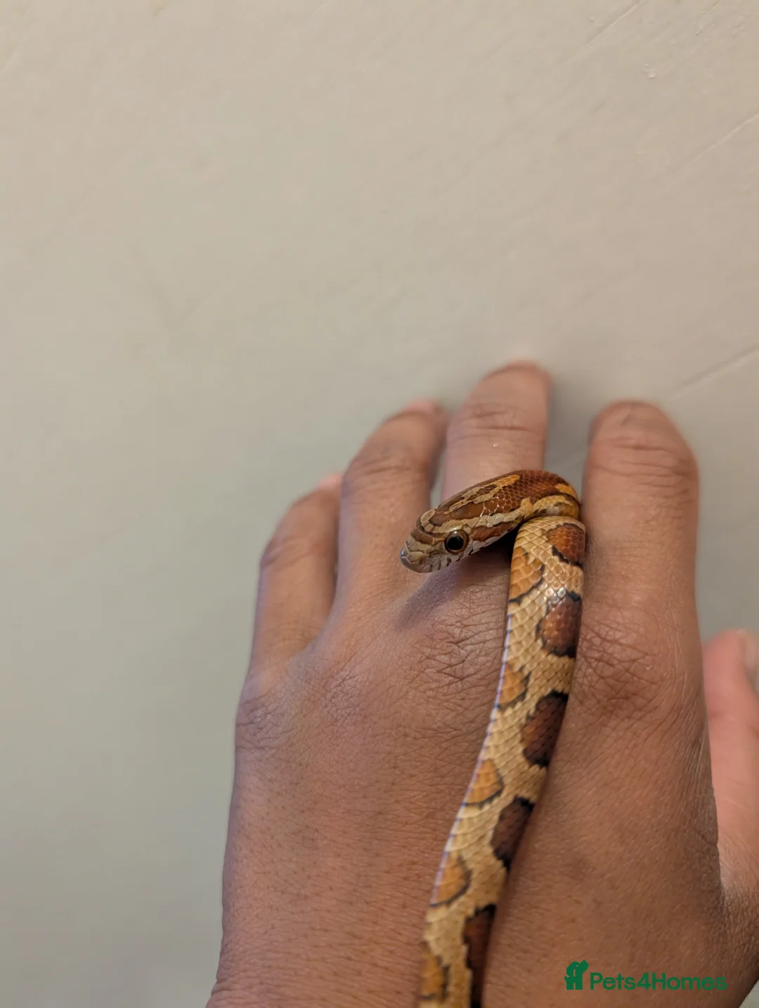 Corn Snake reptiles for sale: Corn Snake ( moonstone x Wildtype )CB24  - Advert 3