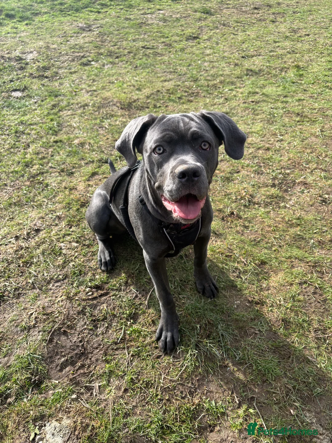 Cane Corso dogs for sale: 7 month old Cane Corso  in Seaford - Advert 3