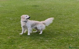 Golden Retriever dogs for sale: Gorgeous Golden Retriever for Rehoming   - Image 3