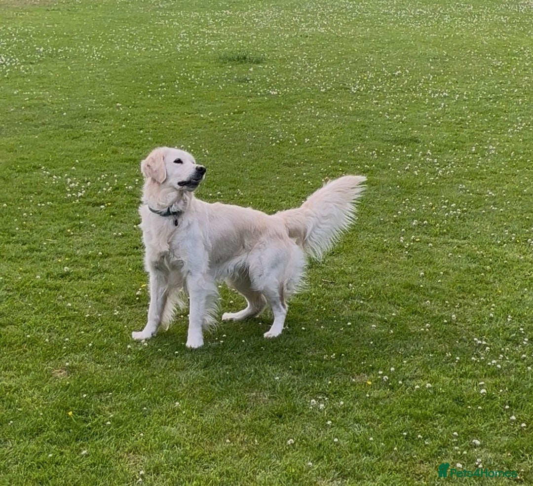 Golden Retriever dogs for sale: Gorgeous Golden Retriever for Rehoming   - Image 3