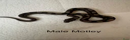 Boa Snake reptiles for sale: Mixed boas for sale  - Advert 2