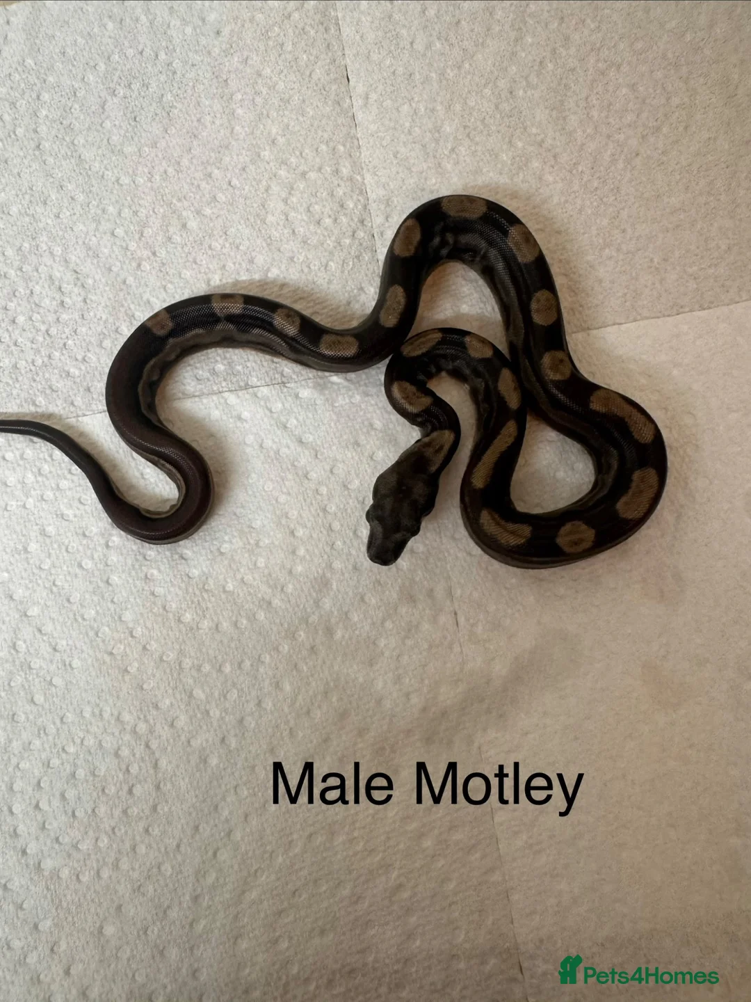 Boa Snake reptiles for sale: Mixed boas for sale  - Advert 2