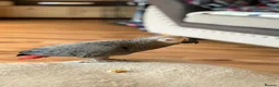 Parrots birds for sale: 18 Year Old African Grey For Sale  - Advert 5