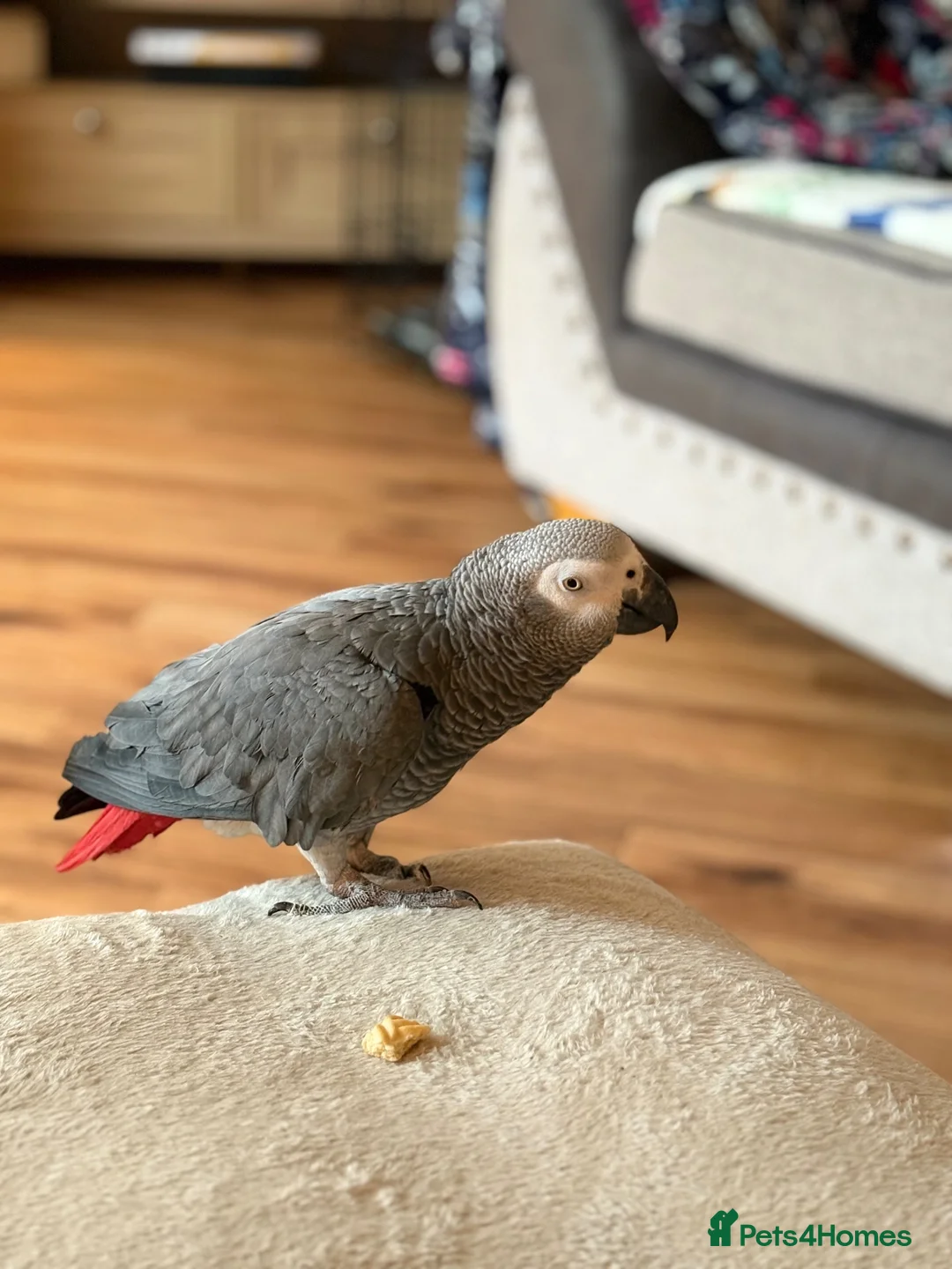Parrots birds for sale: 18 Year Old African Grey For Sale  - Advert 5