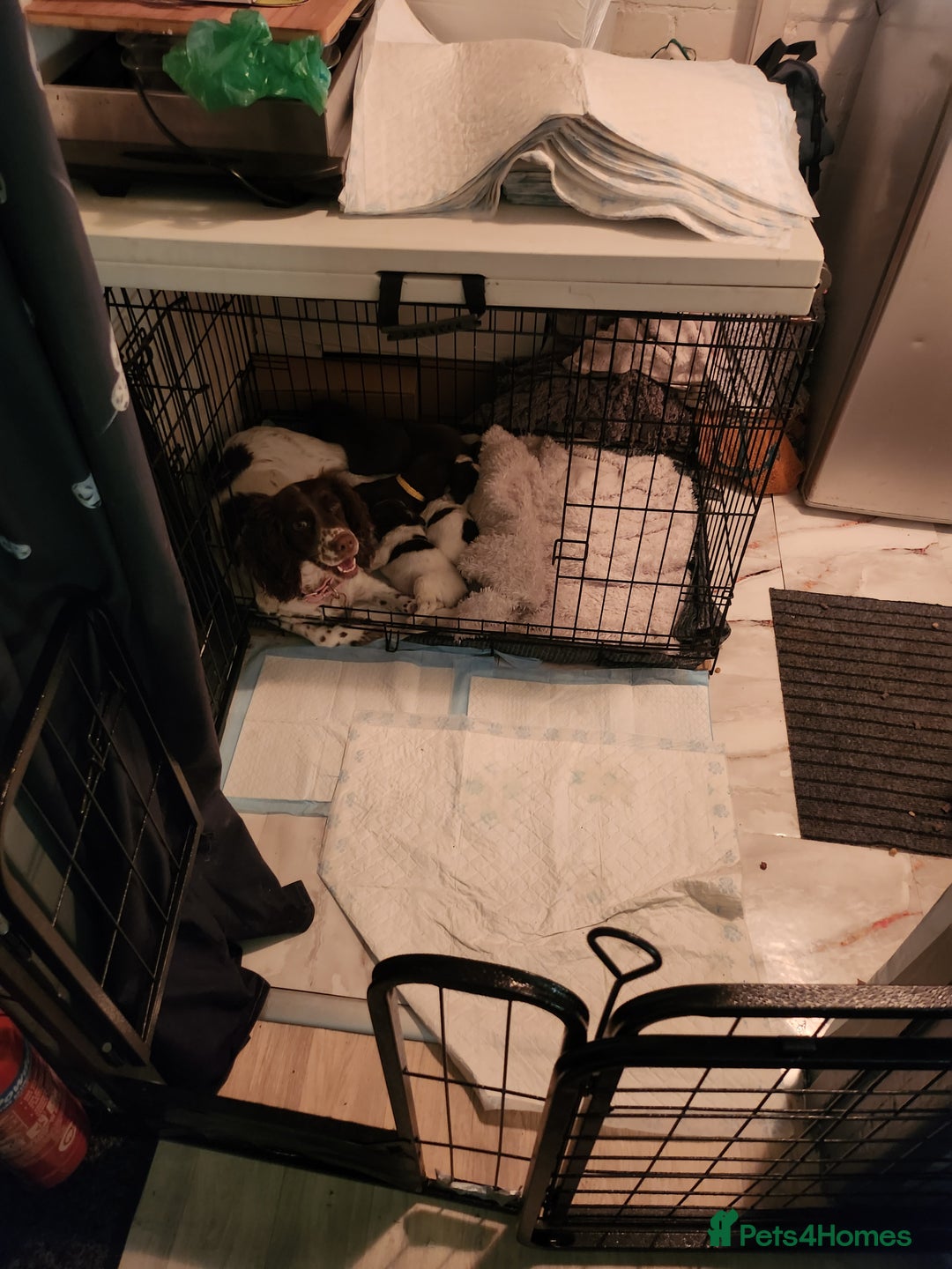 Cocker Spaniel dogs for sale: 7 pups 4 girls 3 boys  - Image 26