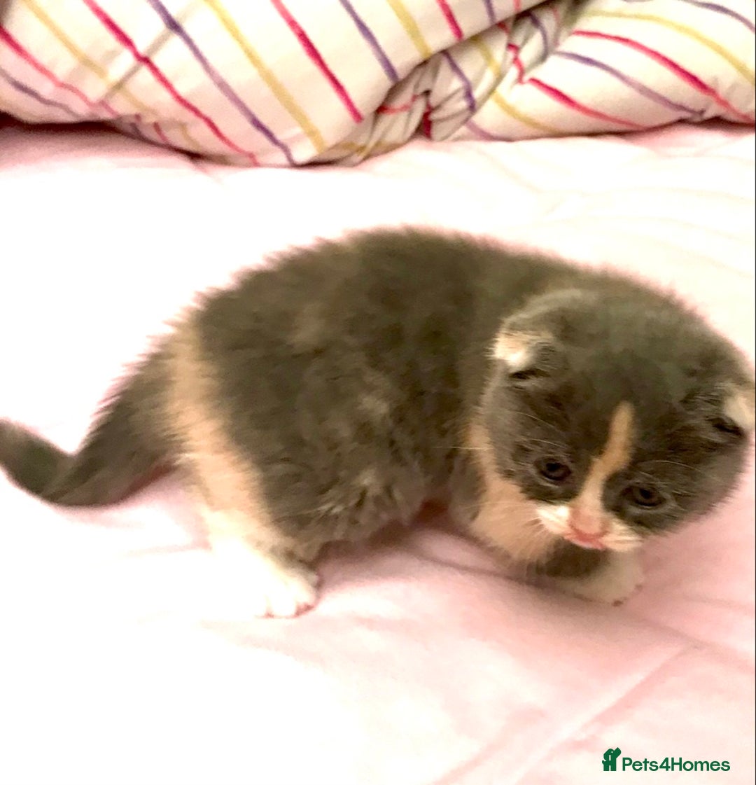 Scottish Fold cats for sale: Three Scottish Fold Kittens for sale - Advert 2