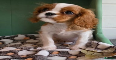 Cavalier King Charles Spaniel dogs KC registered, health tested and insured CKCS girl - Advert 1