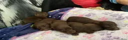 Dachshund dogs for sale: Chocolate and tan dachshunds - Advert 4