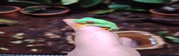 Frog reptiles for sale: 2 red eyed tree frogs with vivid and accessories  - Advert 3
