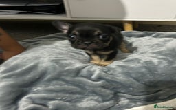 French Bulldog dogs for sale: French dog for sale  - Image 28
