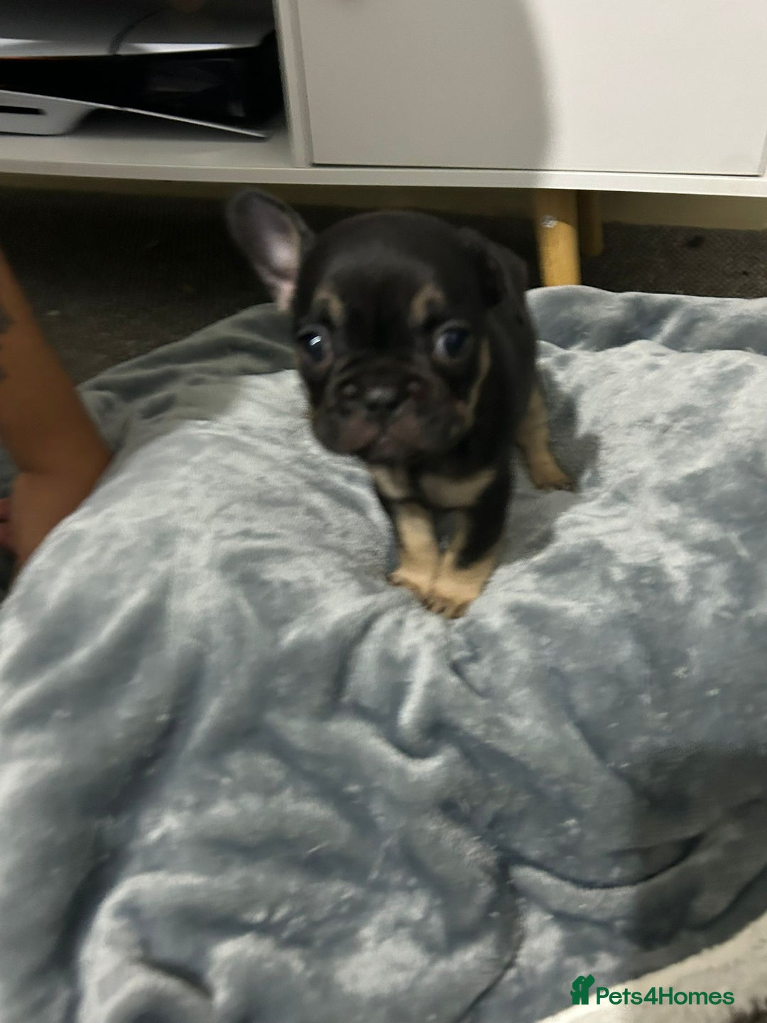 French Bulldog dogs for sale: French dog for sale  - Image 28